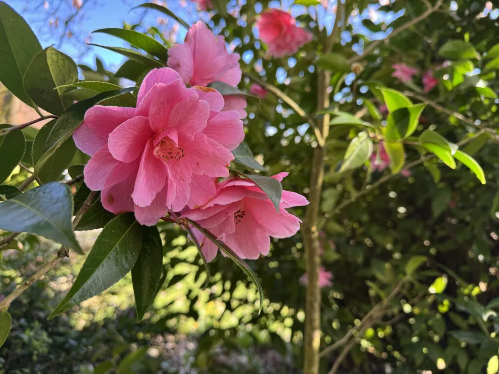 A pink camellia in flower
