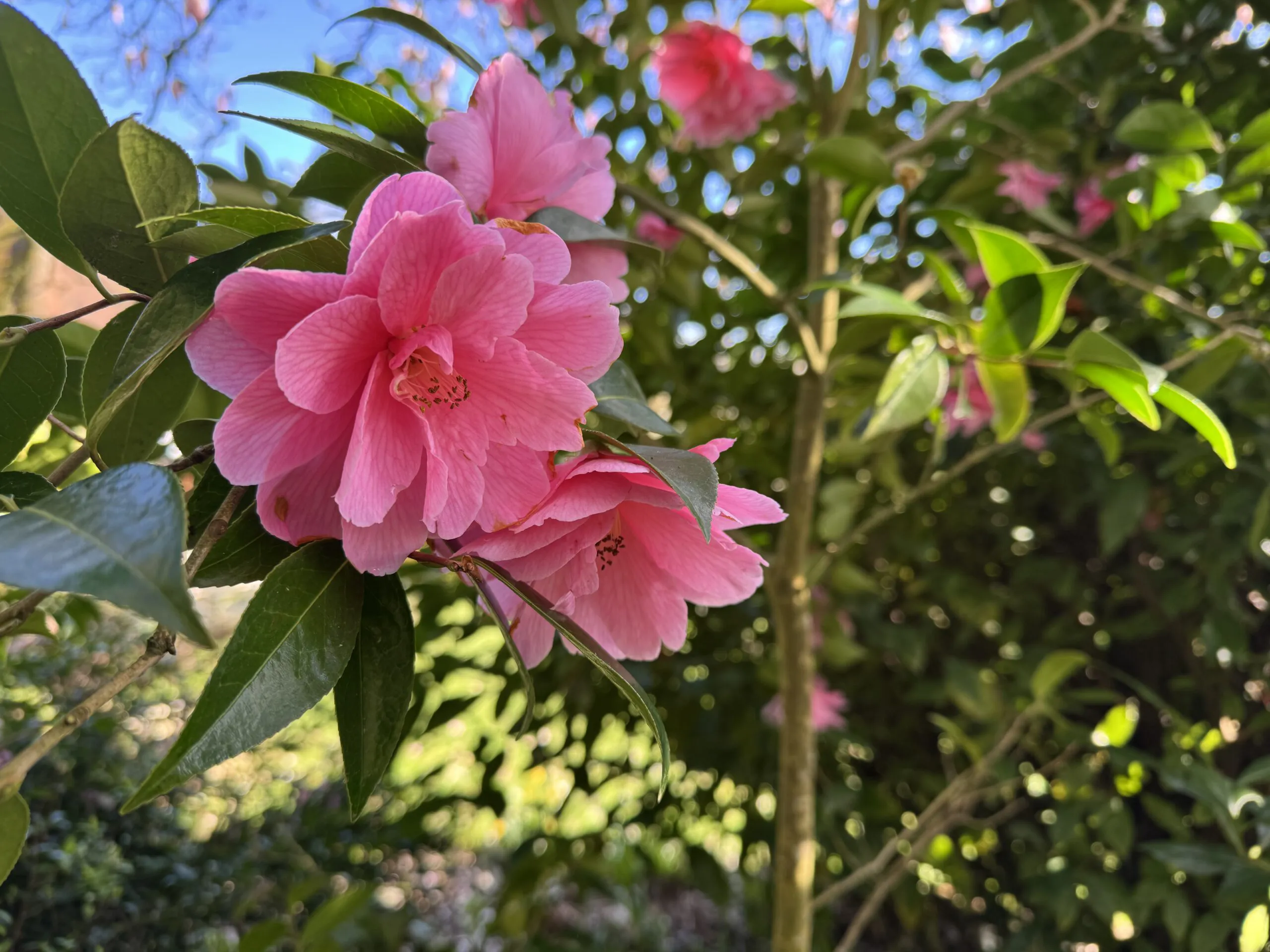 Gardens