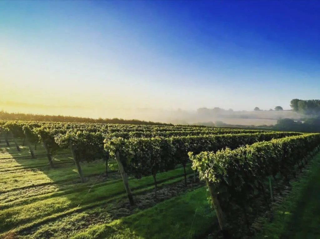 Charles Palmer Vineyards