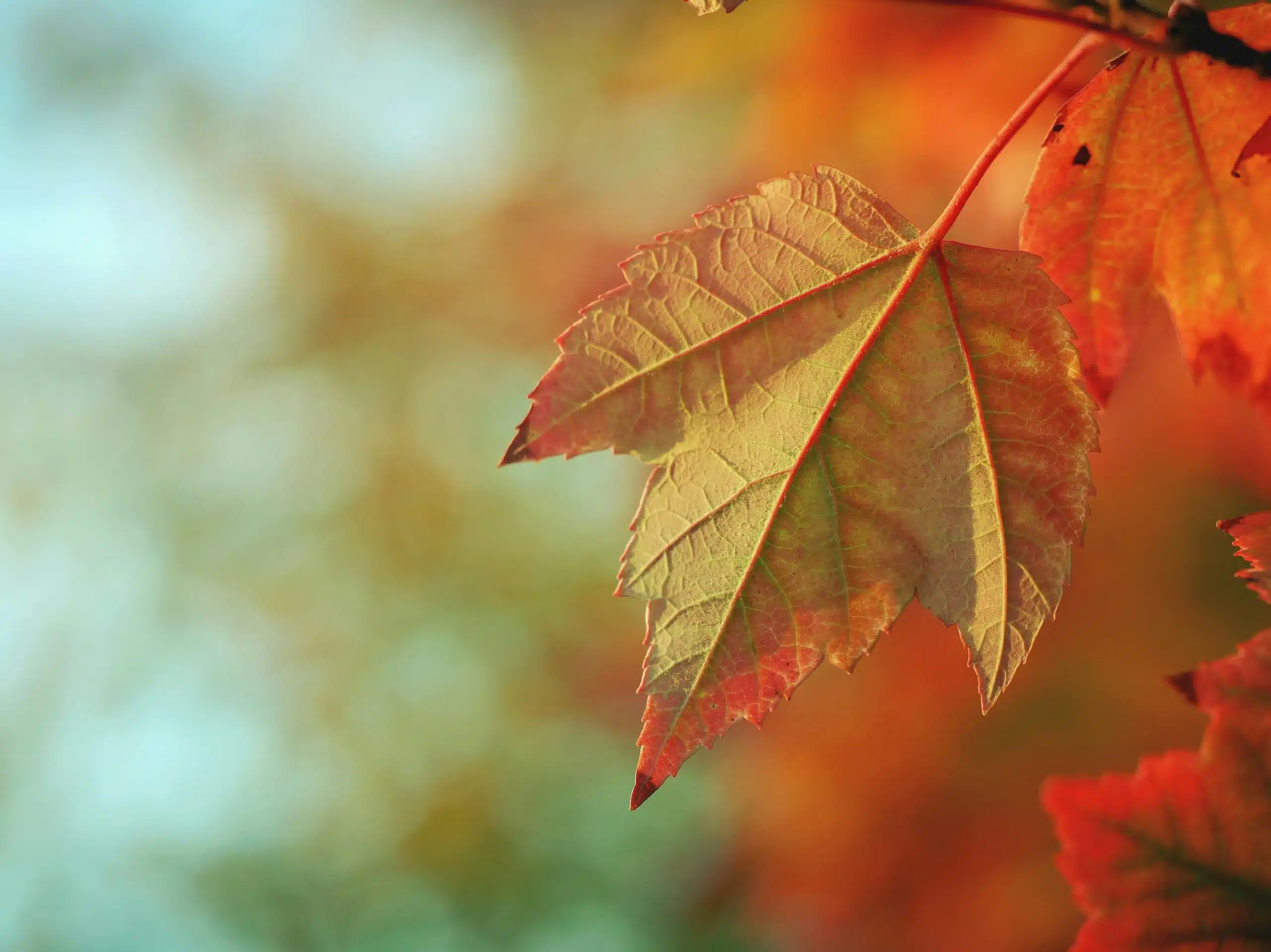 A maple leaf in autumn colour